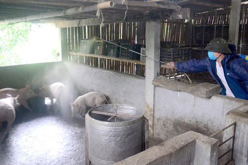 Sẵn sàng các điều kiện để tái đàn vật nuôi