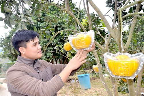 Tạo hình cho quả bưởi Tết