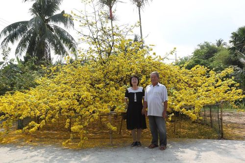 Chuyện xung quanh lão mai ở Vĩnh Long