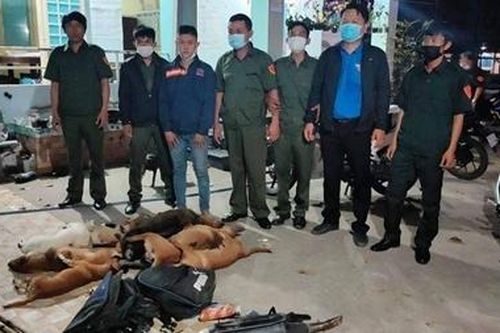 Gia tăng nạn trộm chó những ngày đầu xuân