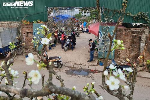 Đào, quất tàn sau Tết, đến lượt lê rừng tiền triệu hút khách Hà Nội