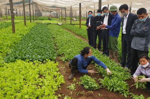 Từ việc giá rau xanh trên thị trường giảm mạnh: Cần sản xuất theo chuỗi liên kết