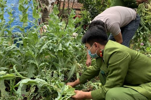 Trồng gần 3.000 cây cần sa, anh túc tại vườn nhà