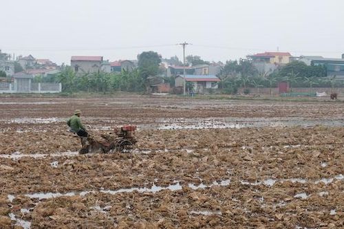 Huyện Mê Linh: Tích cực hỗ trợ các hộ dân bị cách ly sản xuất vụ Xuân