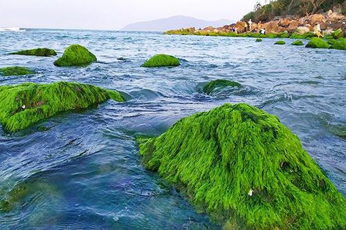 Đà Nẵng: Đẹp lạ mùa rêu xanh mướt ở rạn đá Nam Ô