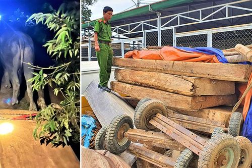 Rừng pơ-mu nguyên sinh ở Đắk Lắk tiếp tục bị khai thác trái phép