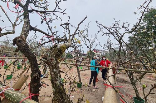 Sau Tết, hoa lê vùng cao xuống phố Hà Nội... hét giá 7 triệu/cành