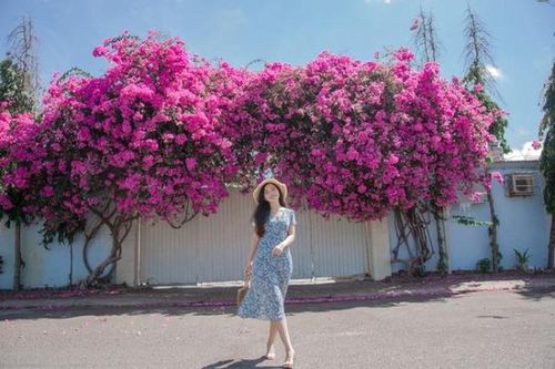 Giàn hoa giấy Vũng Tàu đỏ rực, các bạn trẻ sống ảo 'cháy máy'
