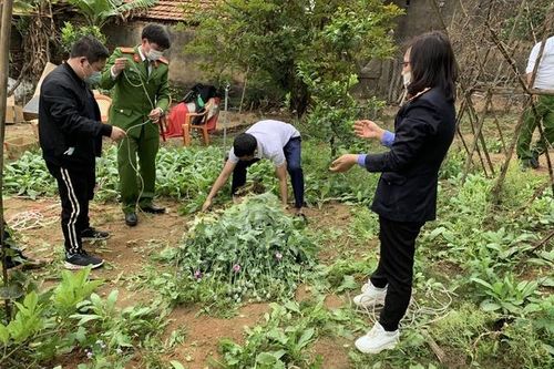 Bắc Giang: Hàng nghìn cây cần sa, cây anh túc được trồng trong vườn nhà dân