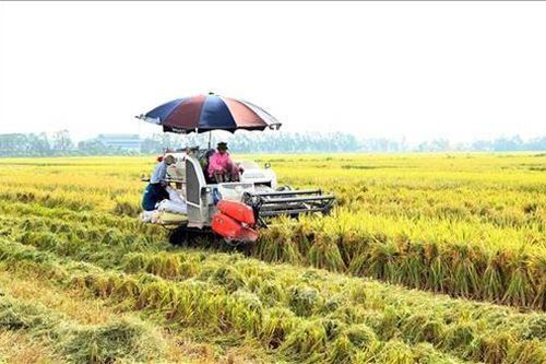 Gạo Việt chinh phục thế giới