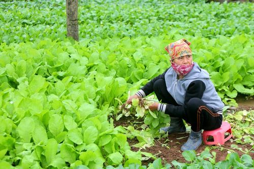 Nhà hàng, trường học đóng cửa, nông dân Hà Nội cũng bỏ rau