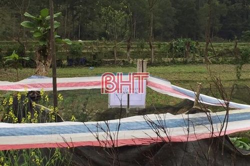 Phát hiện một gia đình ở khu vực biên giới Hà Tĩnh trồng cây thuốc phiện