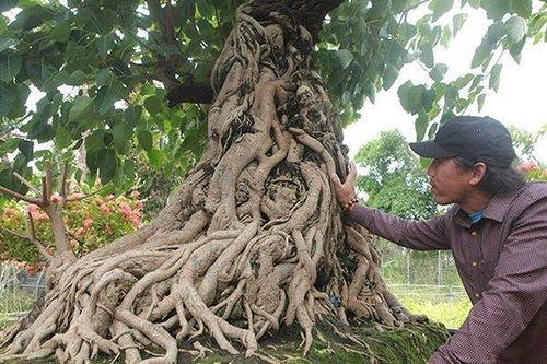 Chiêm ngưỡng cây bồ đề có bộ rễ 'ảo diệu', chủ nhân muốn đổi lấy nhà lầu, xe hơi