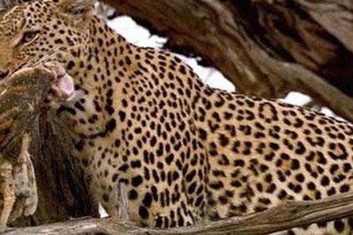 CLIP: Báo leo cây cao, phá tổ chén thịt chim cú