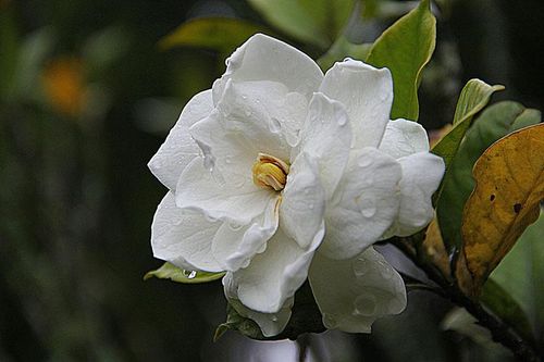 Top 10 loài hoa nên trồng giúp nhà thơm ngất ngây
