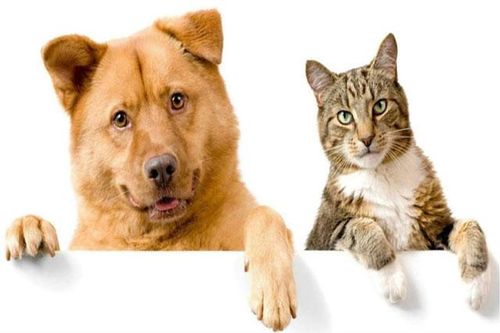 Chó hay mèo thông minh hơn? Đáp án sẽ khiến bạn bất ngờ