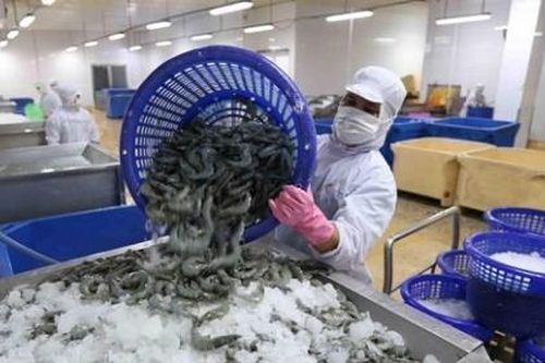 Hoa Kỳ hủy bỏ áp dụng thuế chống bán phá giá đối với tôm Minh Phú