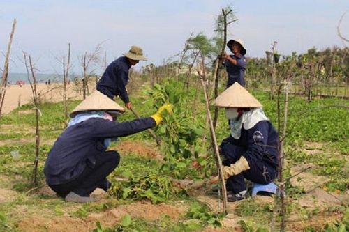 1000 cây xanh trồng dọc đường ven biển Phú Yên
