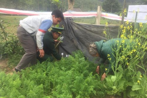 Phát hiện một gia đình ở Hà Tĩnh trồng cây thuốc phiện trong vườn