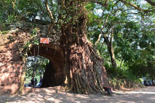 Hạn chế trồng cây lâu năm, kích thước lớn trong Thành cổ Sơn Tây