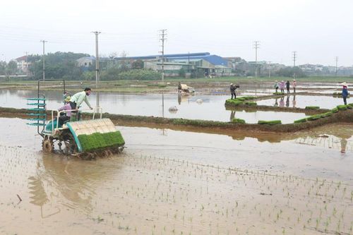Thời tiết thuận lợi cho nông dân Thủ đô gieo cấy lúa xuân
