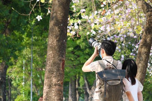 Sắc hoa Tây Bắc nở rộ giữa lòng Hà Nội