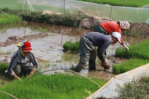 Nông dân Quảng Ninh tích cực sản xuất vụ đông xuân