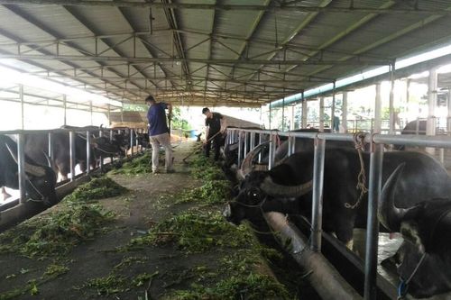 'Thiếu gia' nuôi trâu… chọi