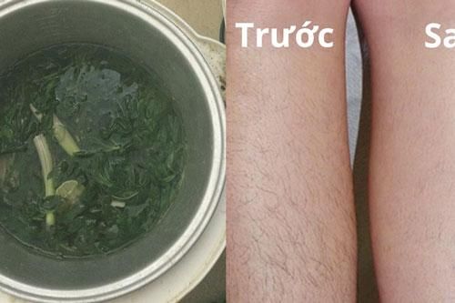 Tẩy sạch lông chân, lông tay chỉ bằng lá ngải cứu