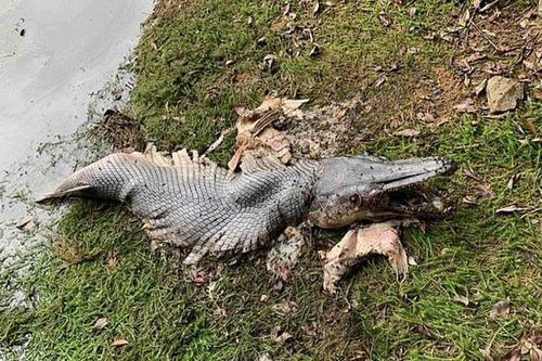 Đang đi dạo, cô gái sửng sốt khi thấy 'quái vật' nửa cá, nửa cá sấu