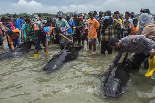 49 con cá voi chết trên bờ biển Indonesia