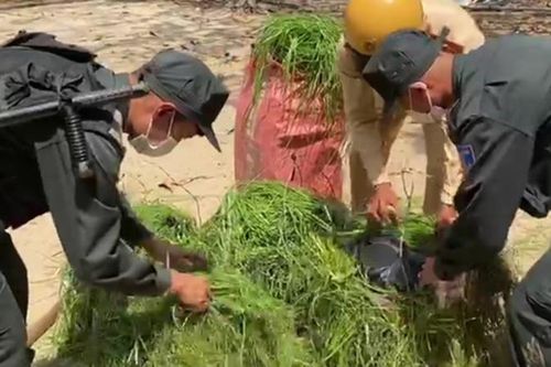 Thu giữ 2.000 bao thuốc lá lậu ngụy trang trong gánh cỏ