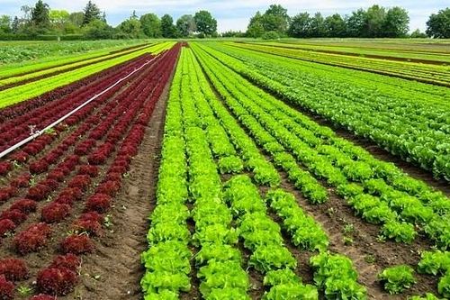 Phú Yên: Phấn đấu công nhận 15 vườn mẫu nông thôn mới