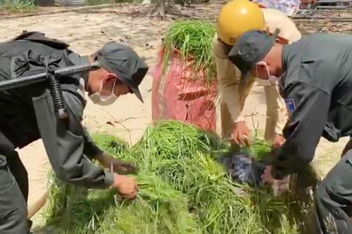 Thuốc lá lậu ngụy trang trong gánh cỏ