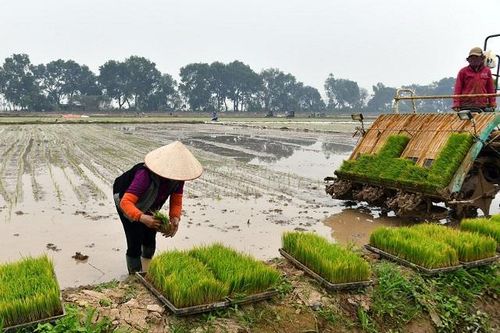 Không thiếu nước cho lúa Xuân