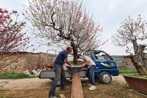 Đào Nhật Tân nhộn nhịp 'về vườn' sau những ngày chơi Tết