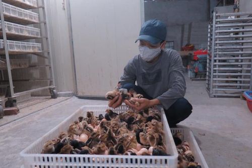 Đổ vạn con gà giống xuống ao cho cá: Khóc ròng vì mất hết vốn làm ăn