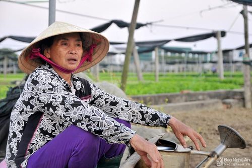 TP Vinh: Giá rau xanh 'rớt thảm', dân đổ bỏ đầy ruộng