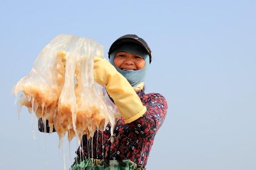 Đánh bắt, chế biến sứa biển, có ngày ngư dân Hà Tĩnh được gần chỉ rưỡi vàng