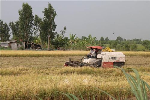 Lúa Đông Xuân vùng ngọt hóa Gò Công thu lãi cao