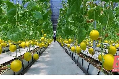 Huyện Thọ Xuân tích tụ trên 1.700 ha đất phục vụ phát triển nông nghiệp công nghệ cao