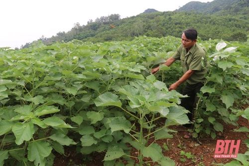 Sớm có cơ chế hỗ trợ phát triển vùng nguyên liệu cây gai xanh