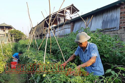 Rau xanh được mùa, mất giá