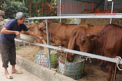 Phát triển chăn nuôi gắn với bảo vệ môi trường