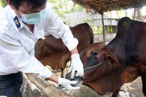 Hơn 17,7 tỷ đồng khống chế bệnh lở mồm long móng