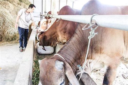 Mô hình nuôi bò nhốt mang lại hiệu quả kinh tế cao