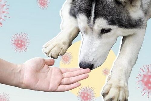 Chó đánh hơi phát hiện người mắc COVID-19