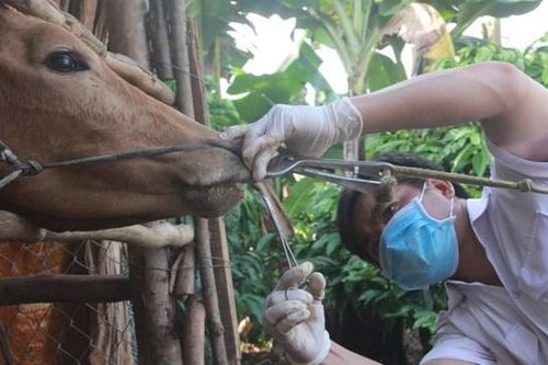 Khánh Hòa: Hơn 17,7 tỷ đồng phòng, chống bệnh lở mồm long móng gia súc