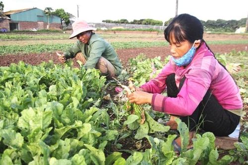 Thúc đẩy phát triển hợp tác xã nông nghiệp