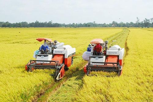 Giá lúa tăng cao, nông dân phấn khởi trúng mùa trúng giá